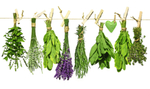 photos de plantes suspendues à un fil. Chaque plante est accrochée par les tiges avec un épingle à linge en bois