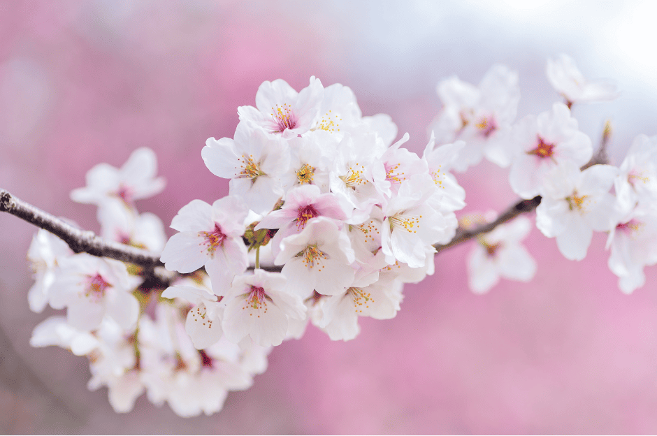 photo d'une branche fleurie de cerisier du japon