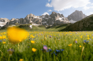 photo d'un paysage d'un pré fleuri avec les montagne en fond