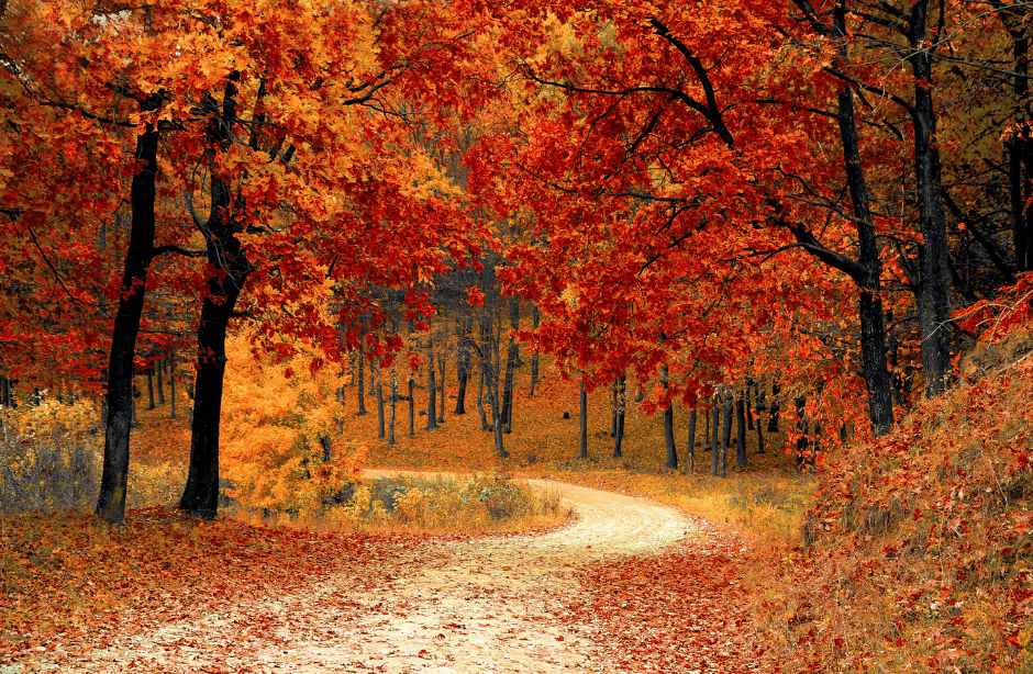 paysage d'automne d'une forêt avec un chemin