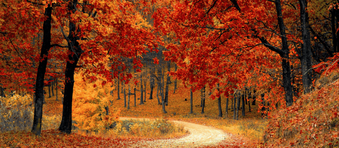 paysage d'automne d'une forêt avec un chemin