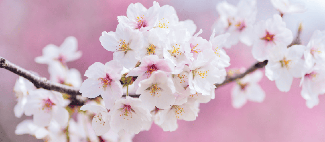 photo d'une branche fleurie de cerisier du japon