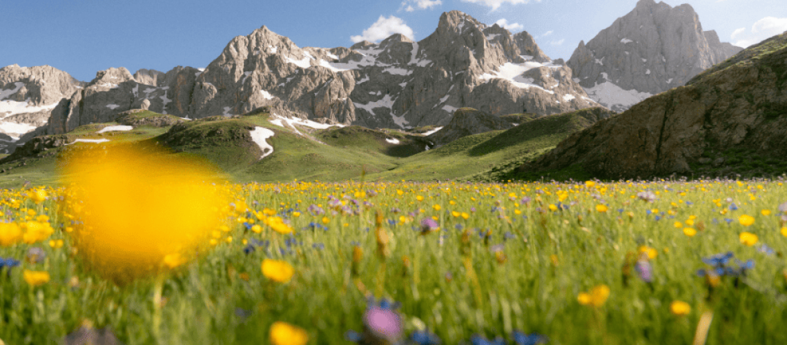 photo d'un paysage d'un pré fleuri avec les montagne en fond